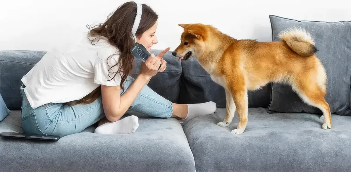 A calm, happy dog relaxing on the couch at home with its owner
